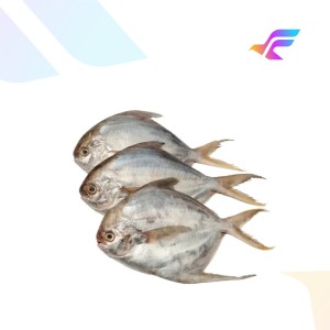 Fresh Silver Pomfret Fish