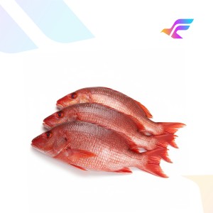 Fresh Red Snapper Fish