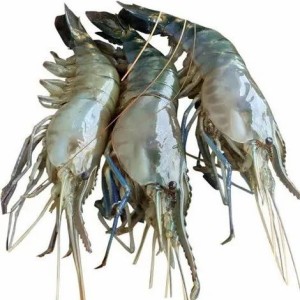 Fresh Giant Golda Chingri (Large Freshwater Prawn)