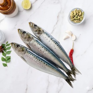 Fresh Mackerel Fish
